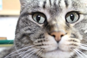 2013-04-0419-37-39IMG_1292_Resize