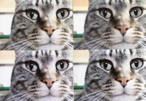 img-2-019_左上アマノプレミアム　右上キタムラ補正無　右下キタムラ補正有　左下アマノそのまま