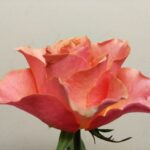 カーキ色のバラ